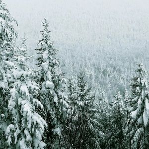 Meet your Posher, Jazzy